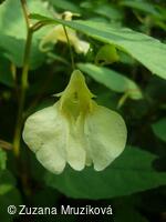 netýkavka nedůtklivá