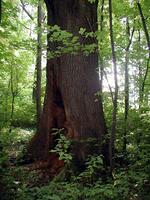 Dub, pravděpodobně nejmohutnější strom, CHKO Poodří