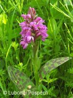 Přírodní památka Pod Hřibovňou