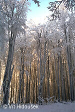 Velká Javořina, prales