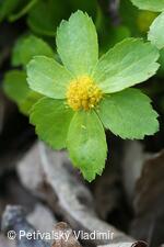 Hvězdnatec čeměřicový